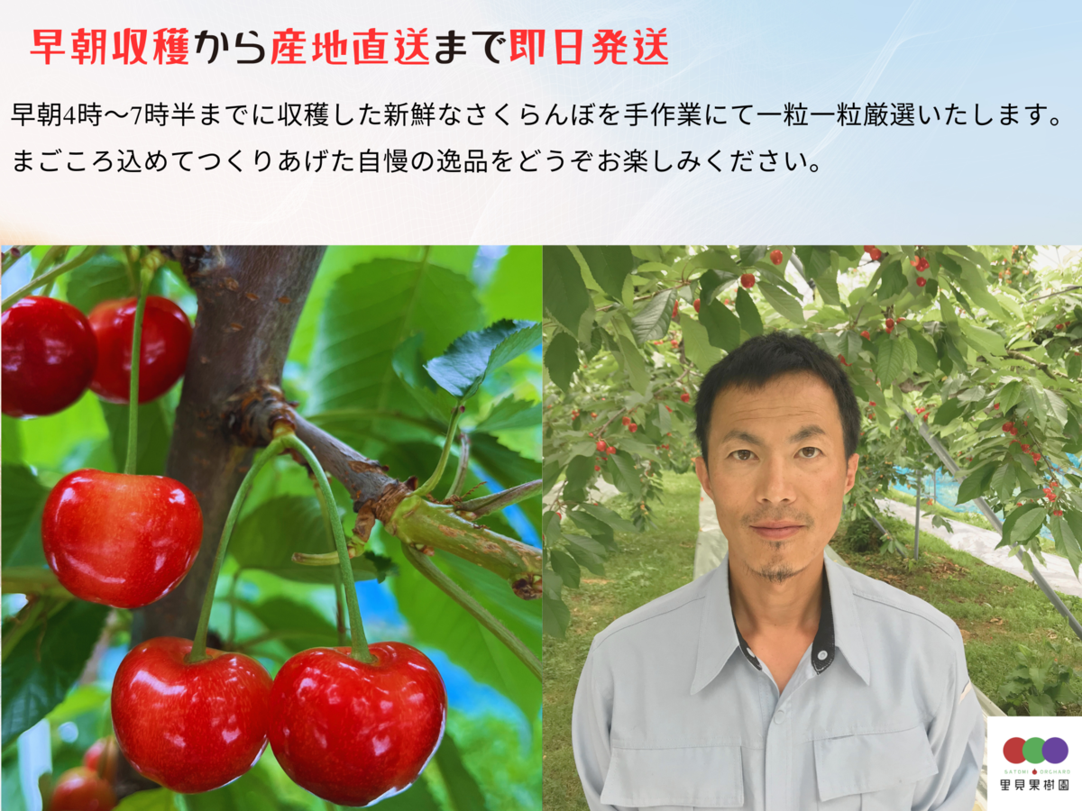 特選さくらんぼ 佐藤錦1kgパックバラ詰め（500g×2） | 里見果樹園